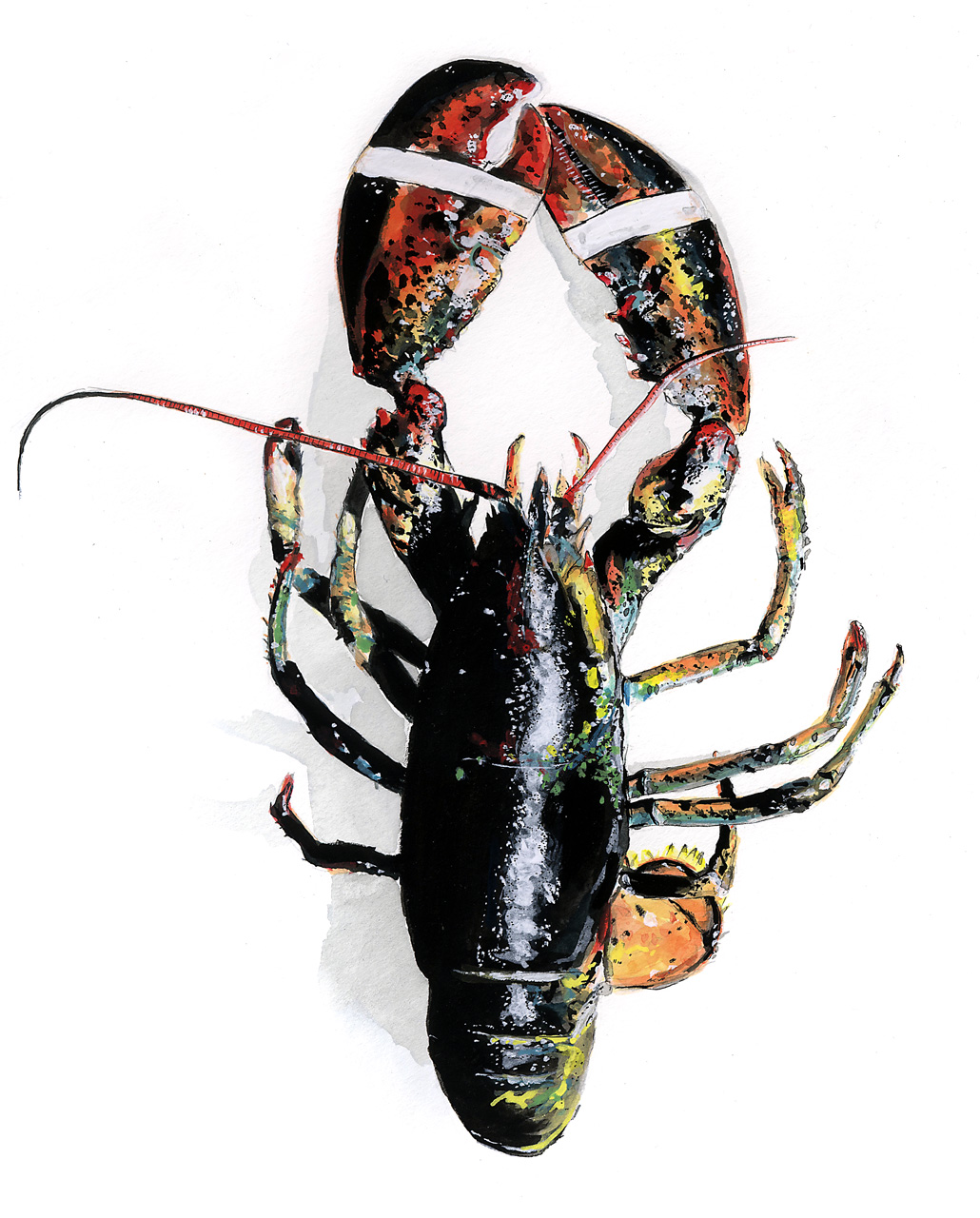 tram nguyen lobster illustration